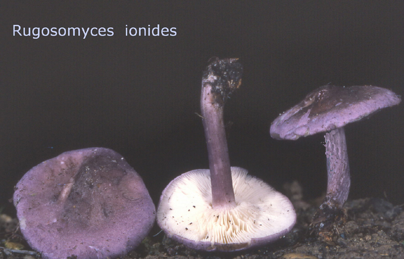 Rugosomyces ionides-amf366.jpg - Rugosomyces ionides ; Syn1: Calocybe ionides ; Syn2: Lyophyllum ionides ; Nom français: Collybie violette, Calocybe violet